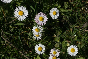little white camomiles on the background of green grass
