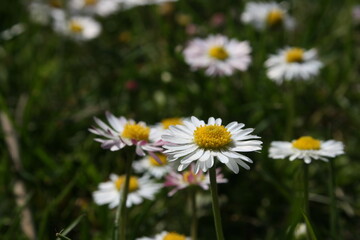 little white camomiles on the background of green grass