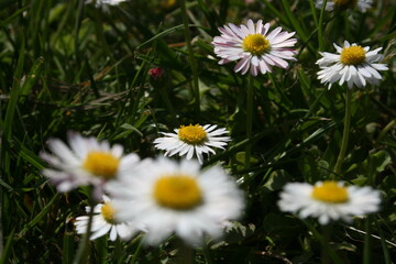 little white camomiles on the background of green grass