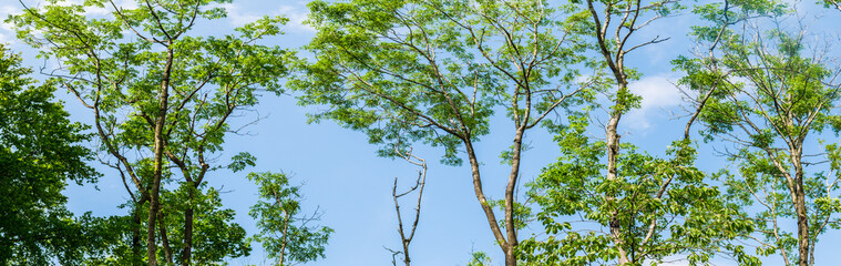 Panorama of tops of trees in forest against blue sky with clouds background