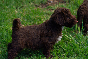 Fototapeta premium perro de agua español cachorros