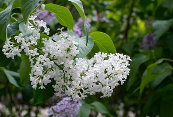 white lilac close-up on a background of green foliage