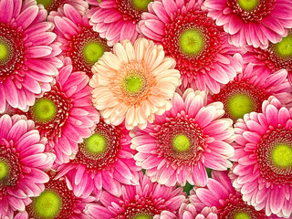 pink Gerber, among the reds, top view. Background, texture