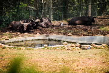 four large adult brown buffalos sleeping in group next to small green pond