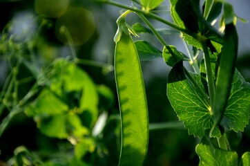 green pea pods grow outside