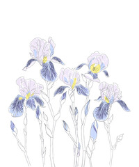 Iris flowers vector clip art set of seven isolated botany. Delicate pastel colors. Hand drawing line art.