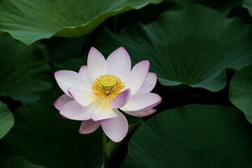 大賀ハスの花　千葉県千葉市　日本