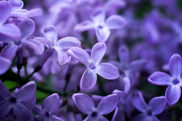 lilac flowers close-up on a background of foliage