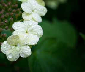 white viburnum flowers on a blue-green background