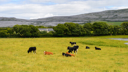 Amazing nature of Ireland.