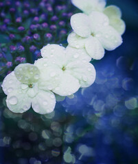 white viburnum flowers on a blue-green background