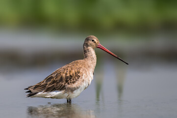 Black Tailed Godwit