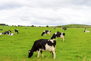Cows and nature of Ireland.