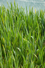 Leaves of young green grass with dew drops. The cultivation of wheat grains under pl