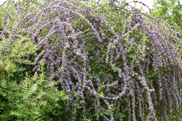 Obraz premium A cascade of flowers on the purple-flowering shrub budleja in the home garden.