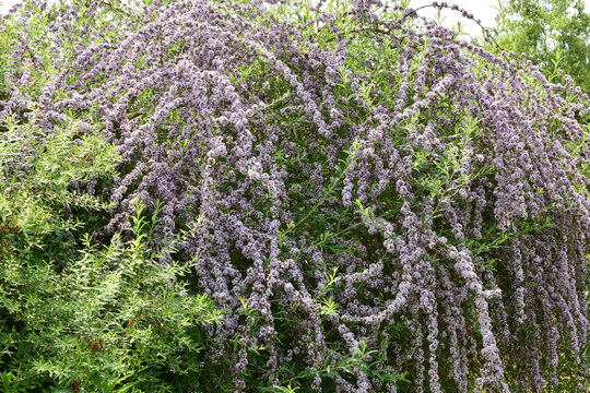 A cascade of flowers on the purple-flowering shrub budleja in the home garden.