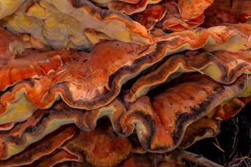 Chicken-of-the-Woods (Laetiporus spec, likely L. cincinnatus or L. conifericola)