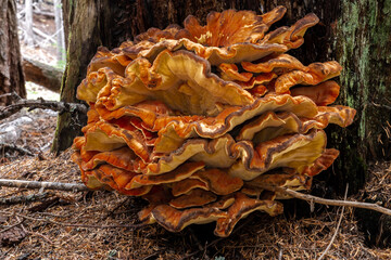Chicken-of-the-Woods (Laetiporus spec, likely L. cincinnatus or L. conifericola)