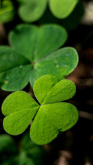 green three leaf clover in the forest