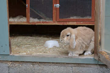 Closer in, Small lop ear pet rabbit looks out from hutch within a shed.