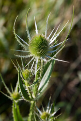 Green plant with egg-shaped head (teasel)