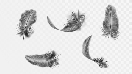 Set of different vector black feathers on a transparent background