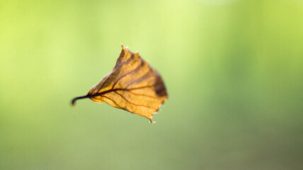 green - blue abstraction gradient o light to dark with a leaf in the middle