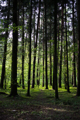 Fototapeta premium green coniferous forest general plan