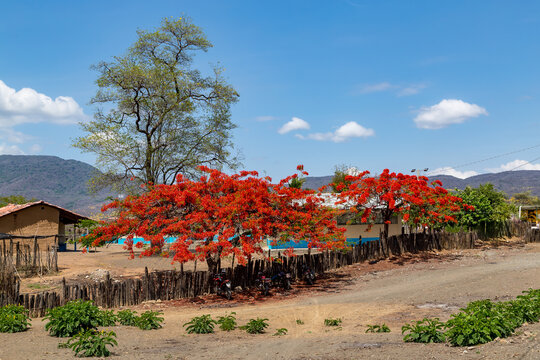Delonix regia