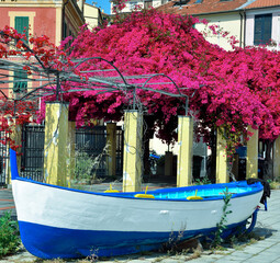 Bougainvillea in Porto Maurizio Imperia Italy