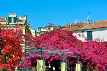 Bougainvillea in Porto Maurizio Imperia Italy