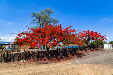Delonix regia