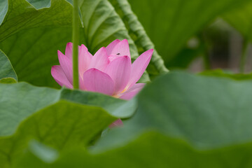 大賀ハスの花　千葉県千葉市　日本