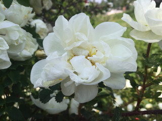 White climbing rose flowers on a branch. Close up