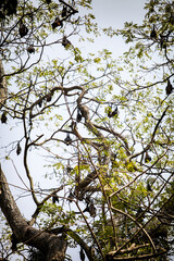 big flock of small black bat sleeps on large tall green tropical tree