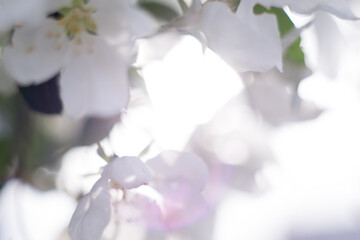 pink and white flowers of apple tree on a light background