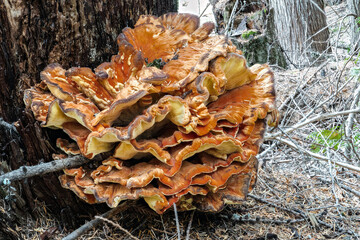 Chicken-of-the-Woods (Laetiporus spec, likely L. cincinnatus or L. conifericola)