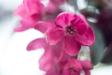 Fototapeta na wymiar pink apple tree flowers on a green background