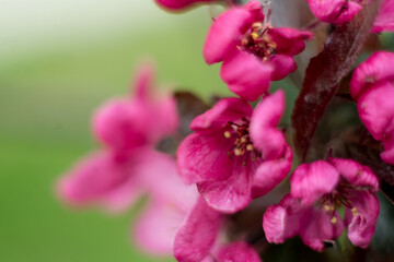 Obraz premium pink apple tree flowers on a green background