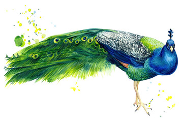 Obraz premium Peacock on an isolated white background, beautiful bird watercolor, hand drawing