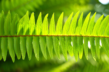 Spores on a backlit fern leaf.