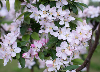 white-pink flowers of apple trees among greenery
