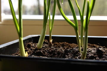 Young fresh sprouts of a home grown food