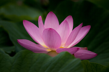 大賀ハスの花　千葉県千葉市　日本