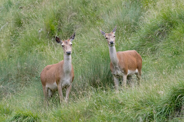 Naklejka na ściany i meble Two deer females at grazing (Cervus elaphus)