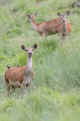 Red deer female in the grass (Cervus elaphus)