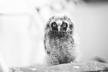 Angry bird young baby owl 