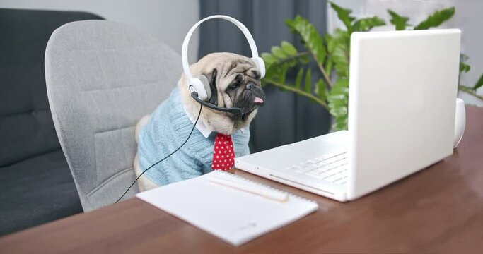 Funny business pug dog wear headset. Video conference calling on laptop computer talk by webcam in online chat, customer support service and distance online teaching. Live video online stream.