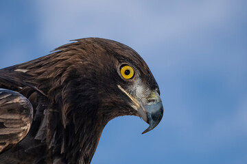 Golden Eagle (Aquila chrysaetos)...The Gaze of a Hunter
