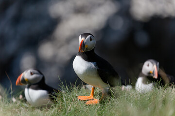 Little Puffin on Isle of Lunga in Scotland